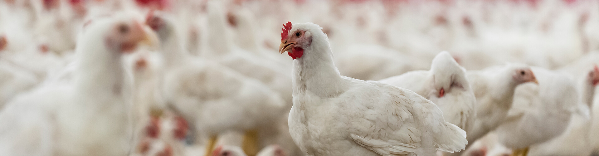 Poultry-bg