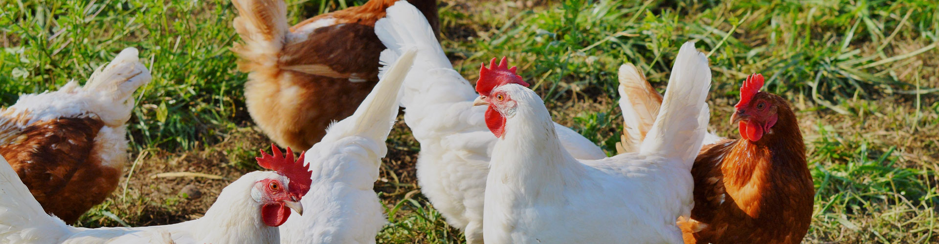 Additifs alimentaires pour la nutrition animale, vaccin contre la peste porcine