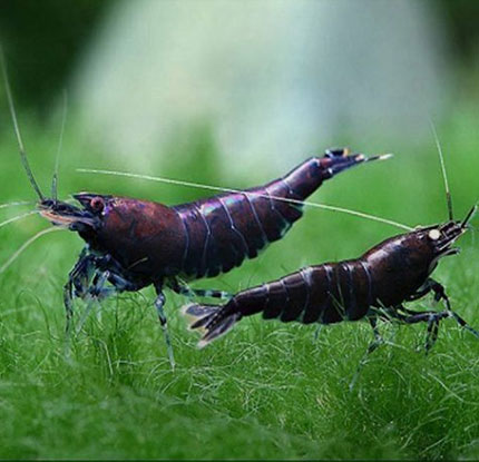 Shrimp Breeding
